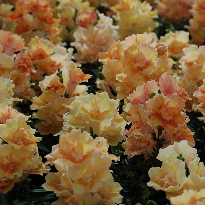 Snapdragon Seeds - Twinny Peach F1