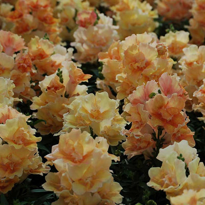 Snapdragon Seeds - Twinny Peach F1