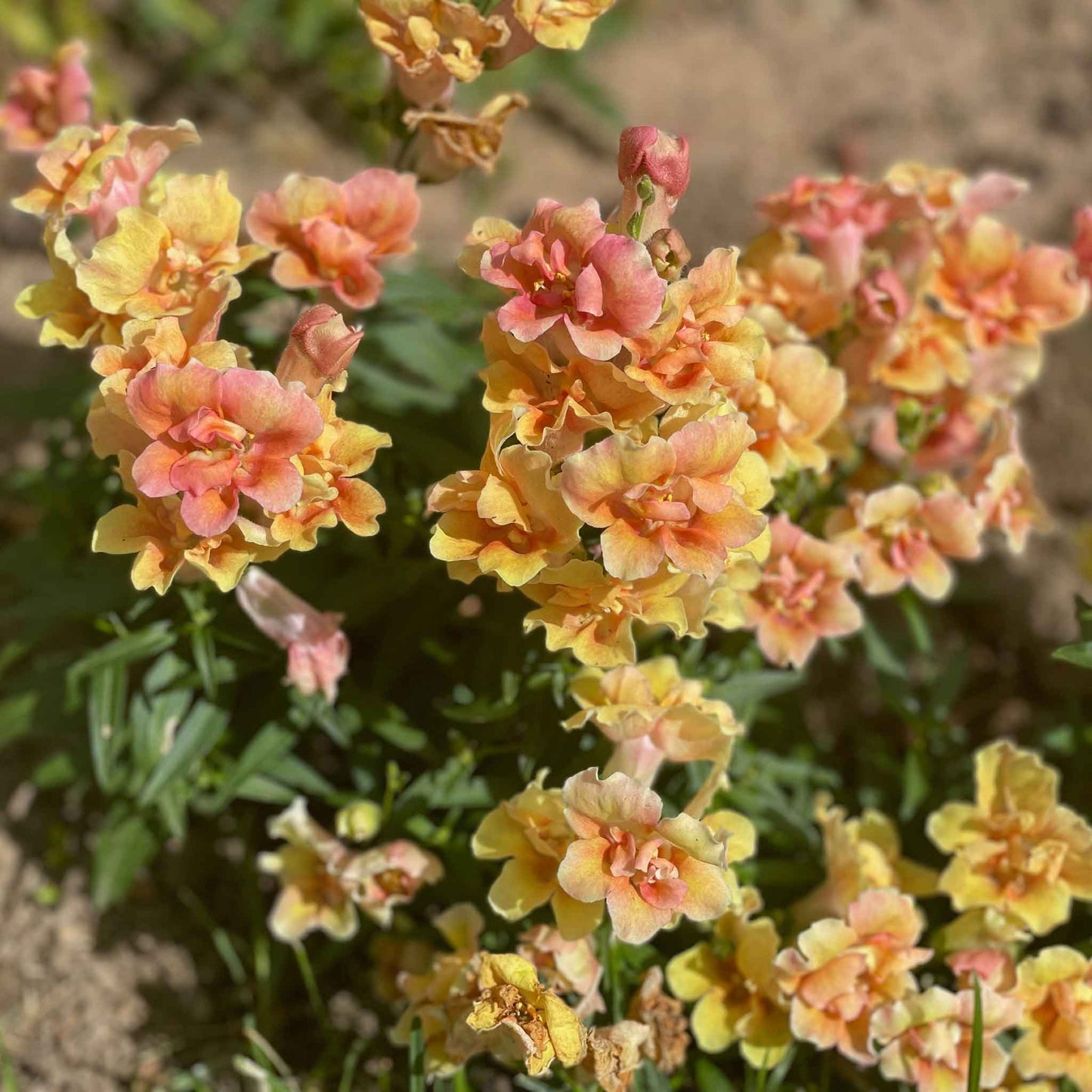 Snapdragon Seeds - Twinny Peach F1