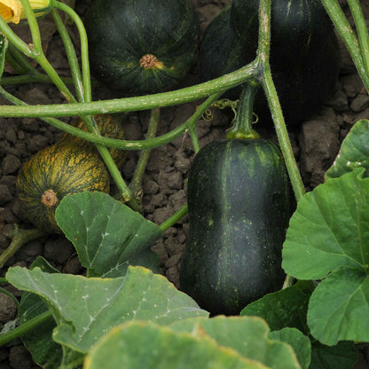 Squash Seeds (Winter) - Butterbaby
