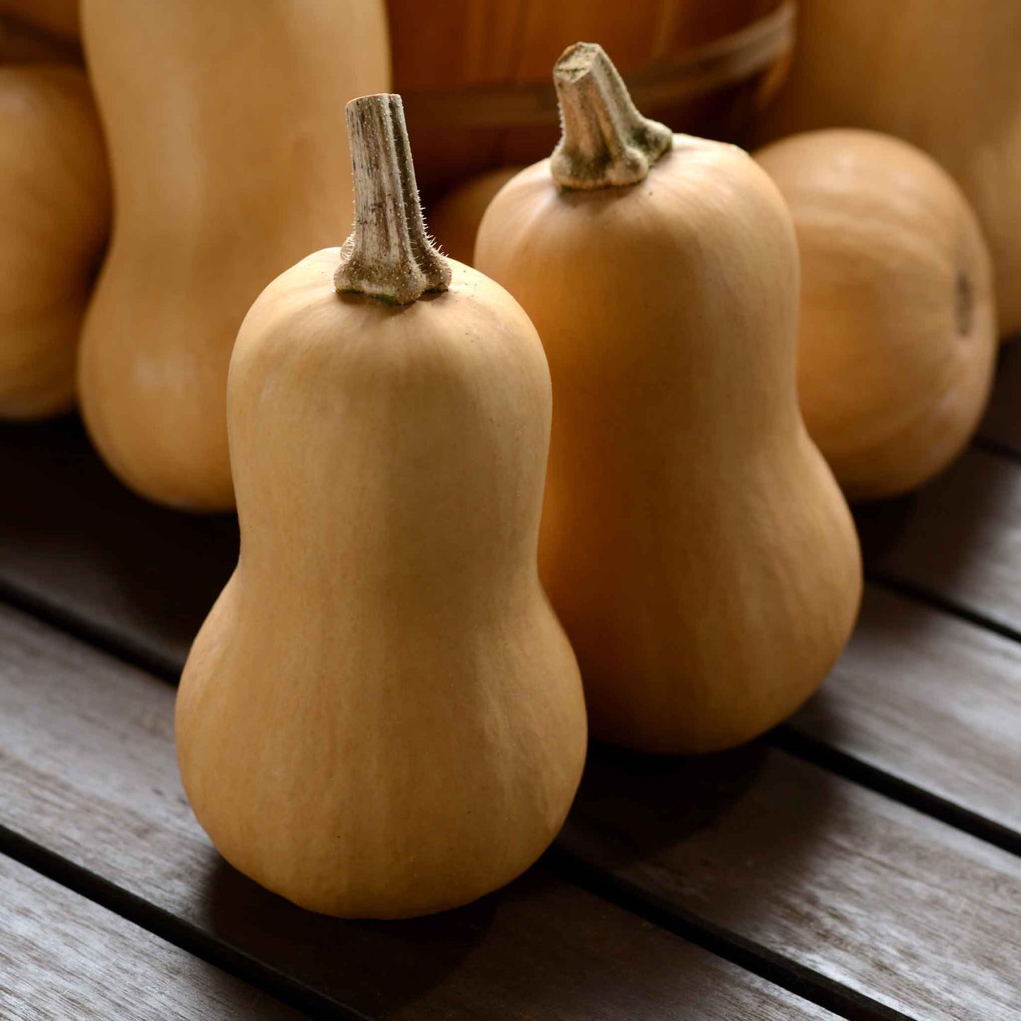 Squash Seeds (Winter) - Butterbaby