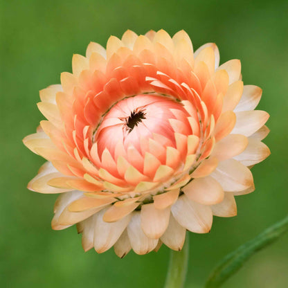 Strawflower Seeds - King Size Salmon