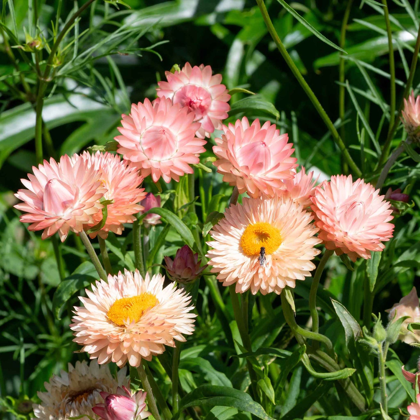 Strawflower Seeds - King Size Salmon