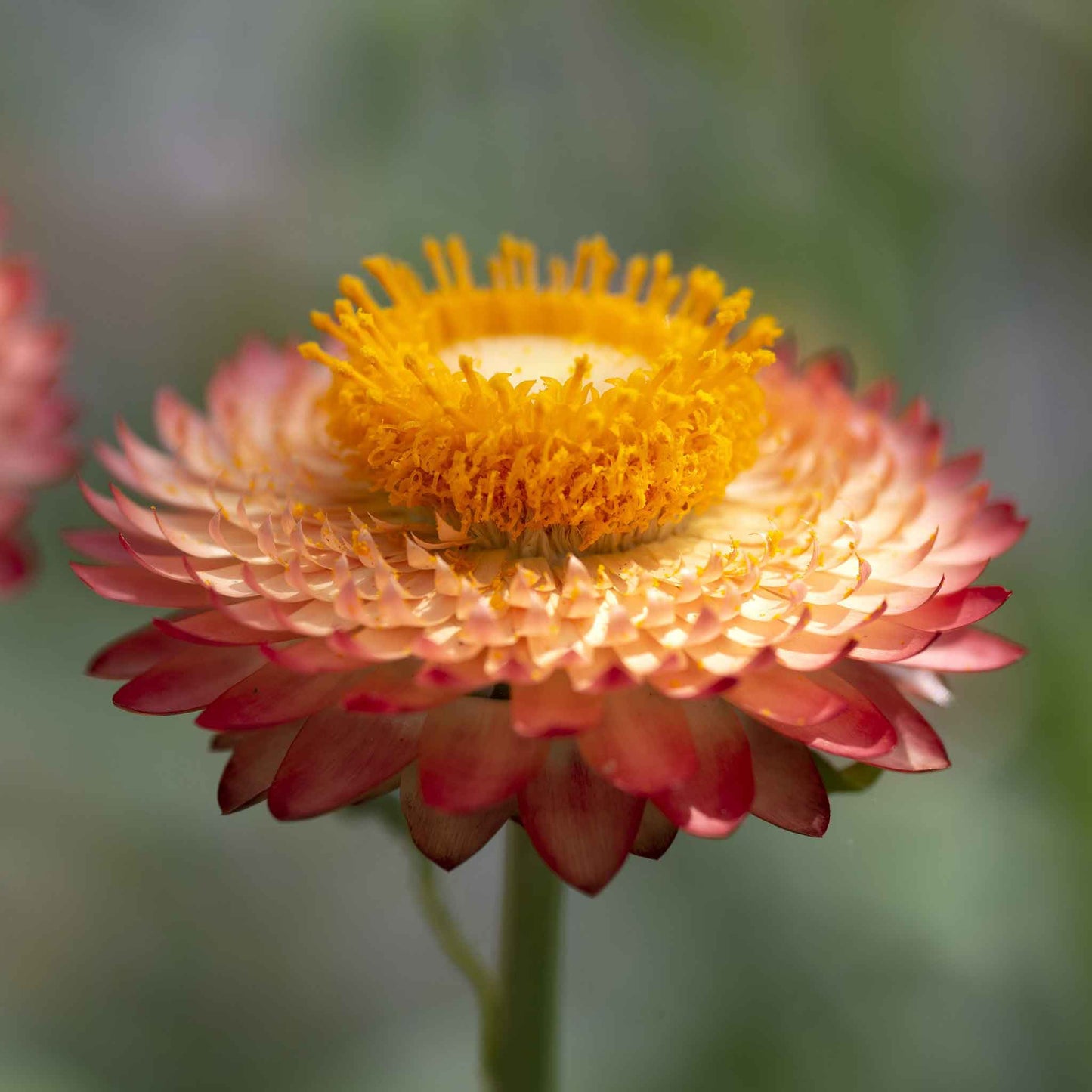 Strawflower Seeds - King Size Salmon