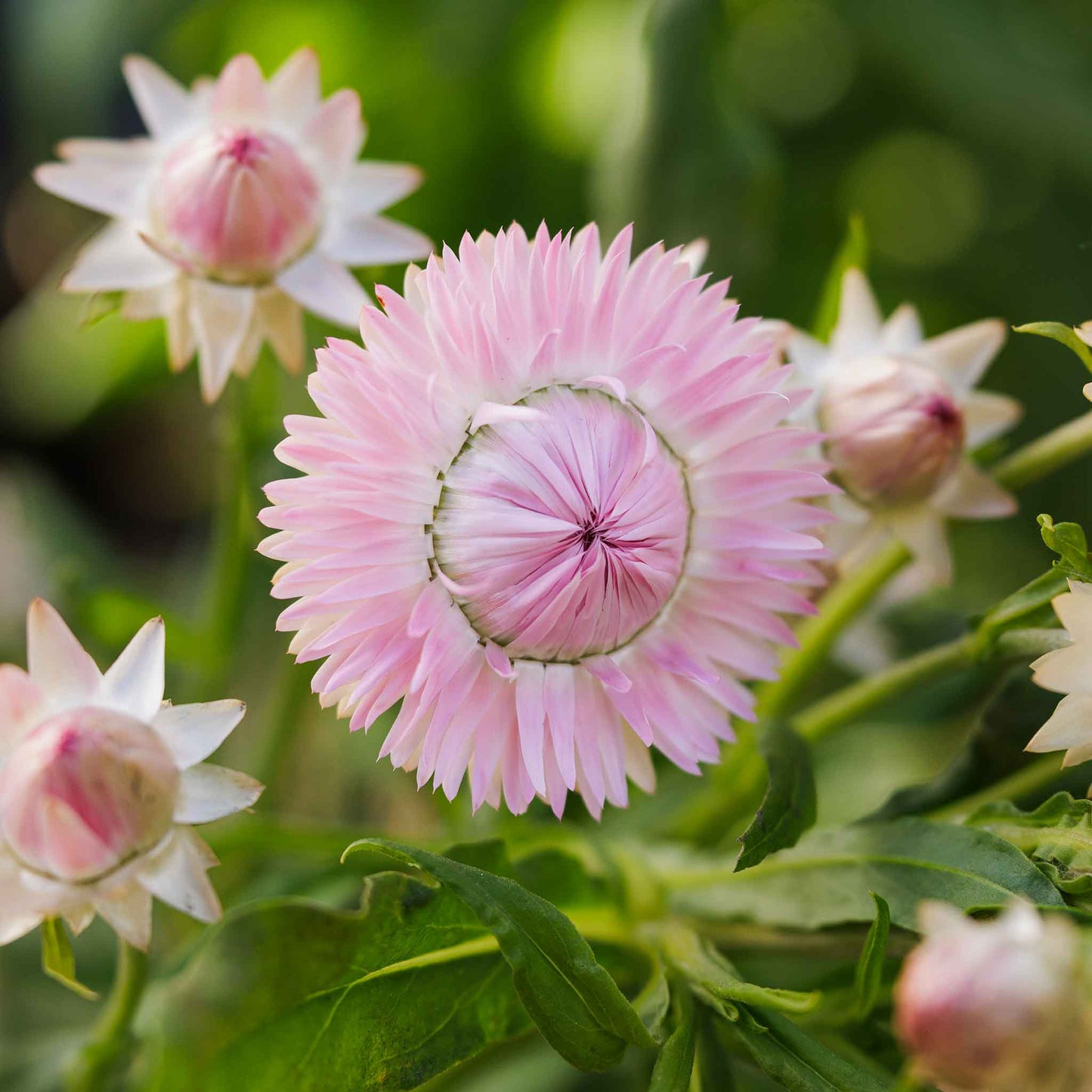 Strawflower Seeds - Silvery Rose