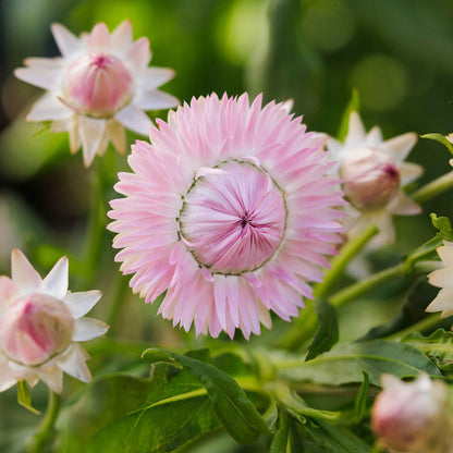 Strawflower Seeds - Silvery Rose