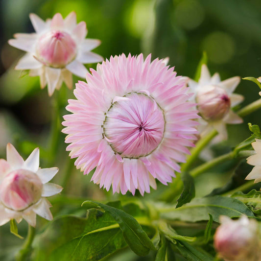 Strawflower Seeds - Silvery Rose