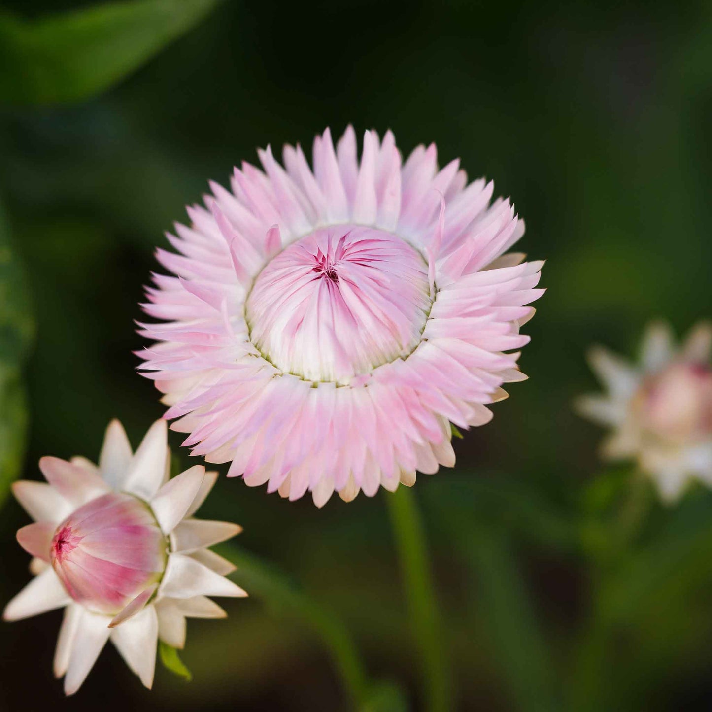 Strawflower Seeds - Silvery Rose