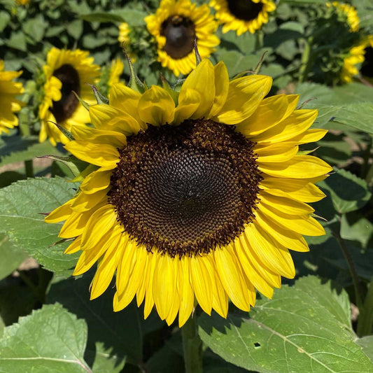 Sunflower Seeds - ProCut Lemon