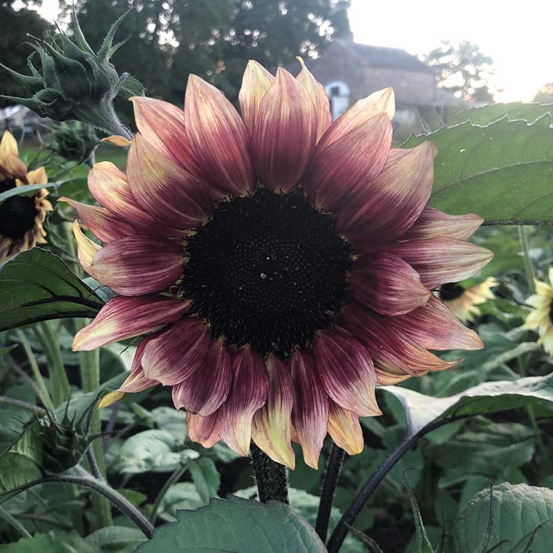 Sunflower Seeds - Ruby Eclipse