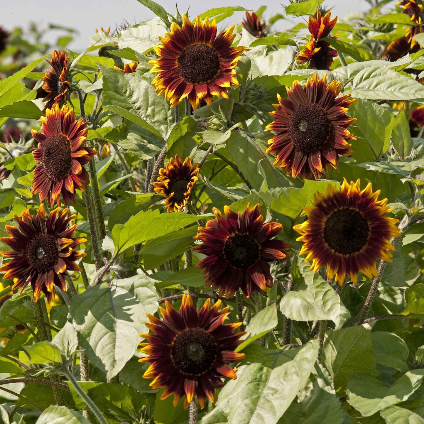 Sunflower Seeds - Shock-o-Lat