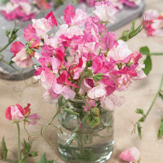 Sweet Pea Seeds - Promise