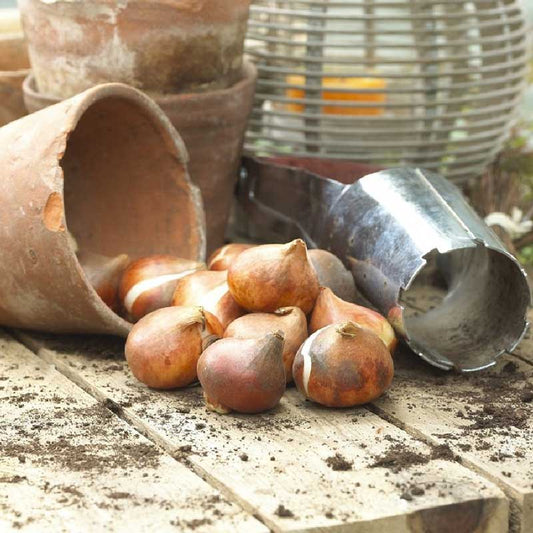 Tulip Bulbs - Diamond Sugar