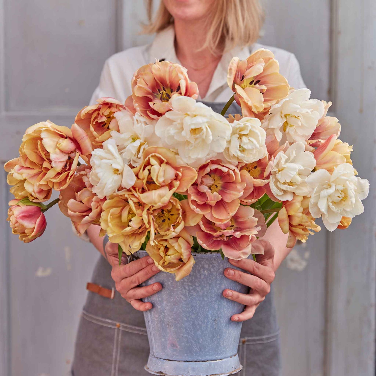 Tulip Bulbs - Chardonnay Mix