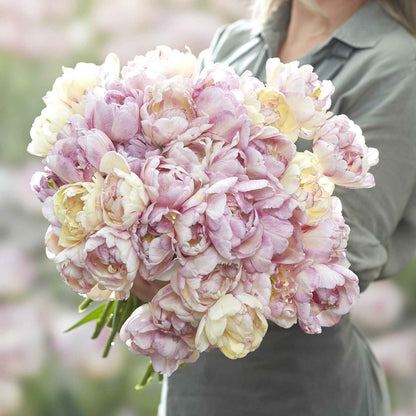 Tulip Bulbs - Double Shake