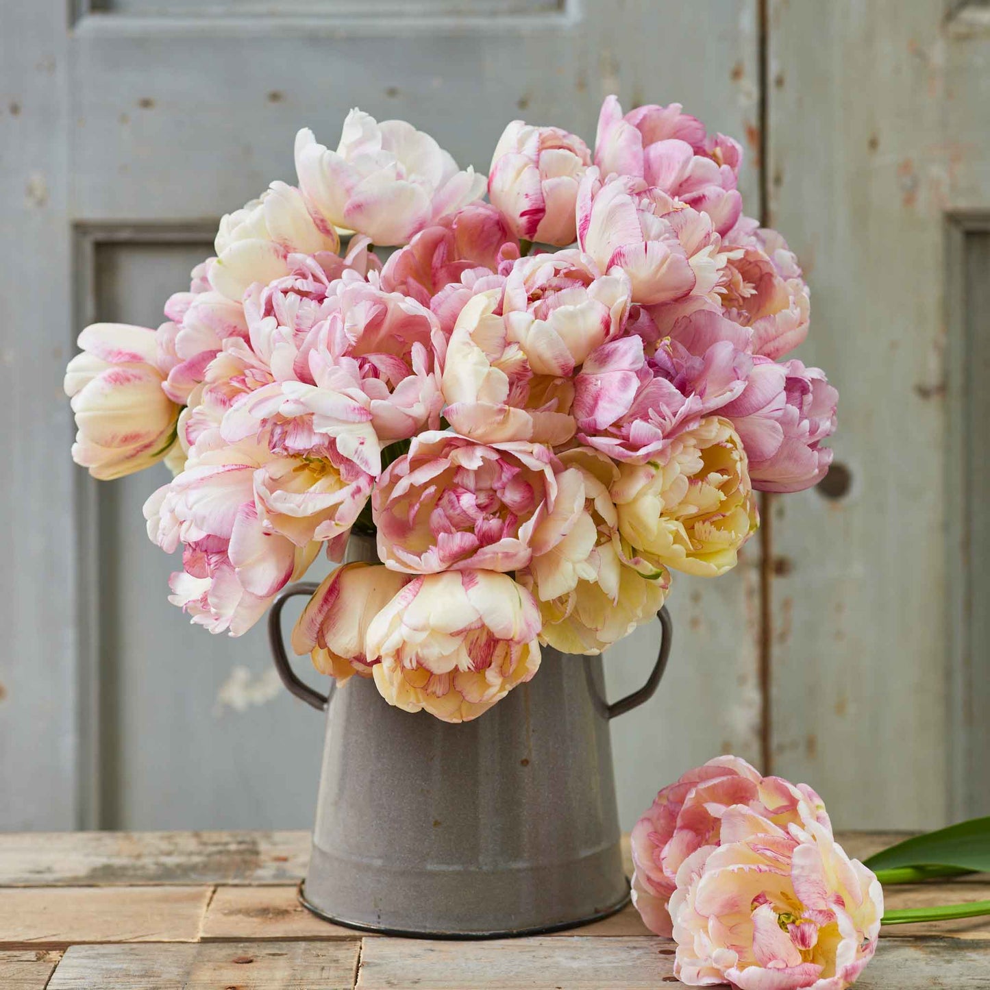 Tulip Bulbs - Double Shake