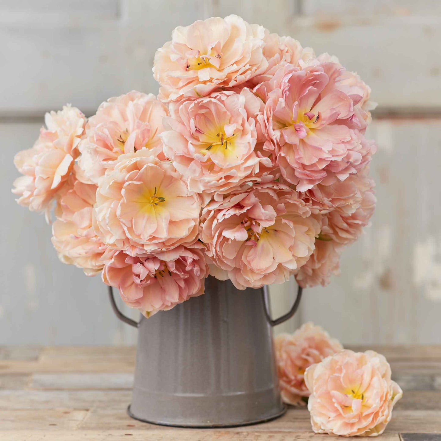 Tulip Bulbs - Pink Mist