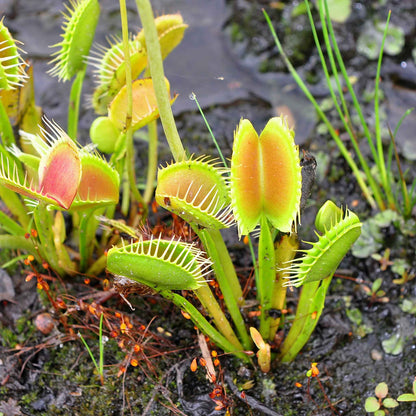 Venus Flytrap Seeds
