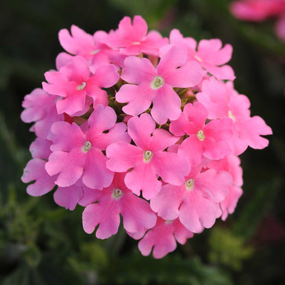 Verbena Seeds - Quartz XP Mix