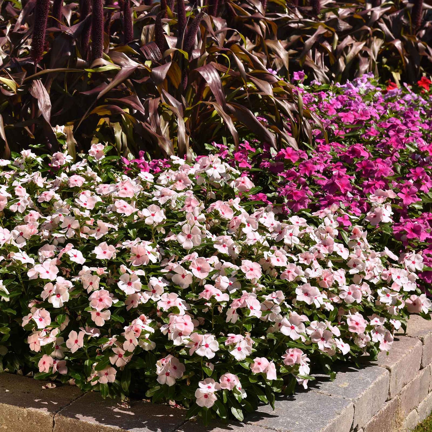 Vinca Seeds - Valiant Apricot