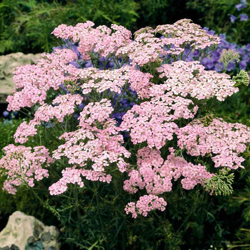 Yarrow Roots - Appleblossom