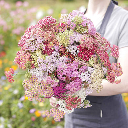 Yarrow Roots - Summer Pastels