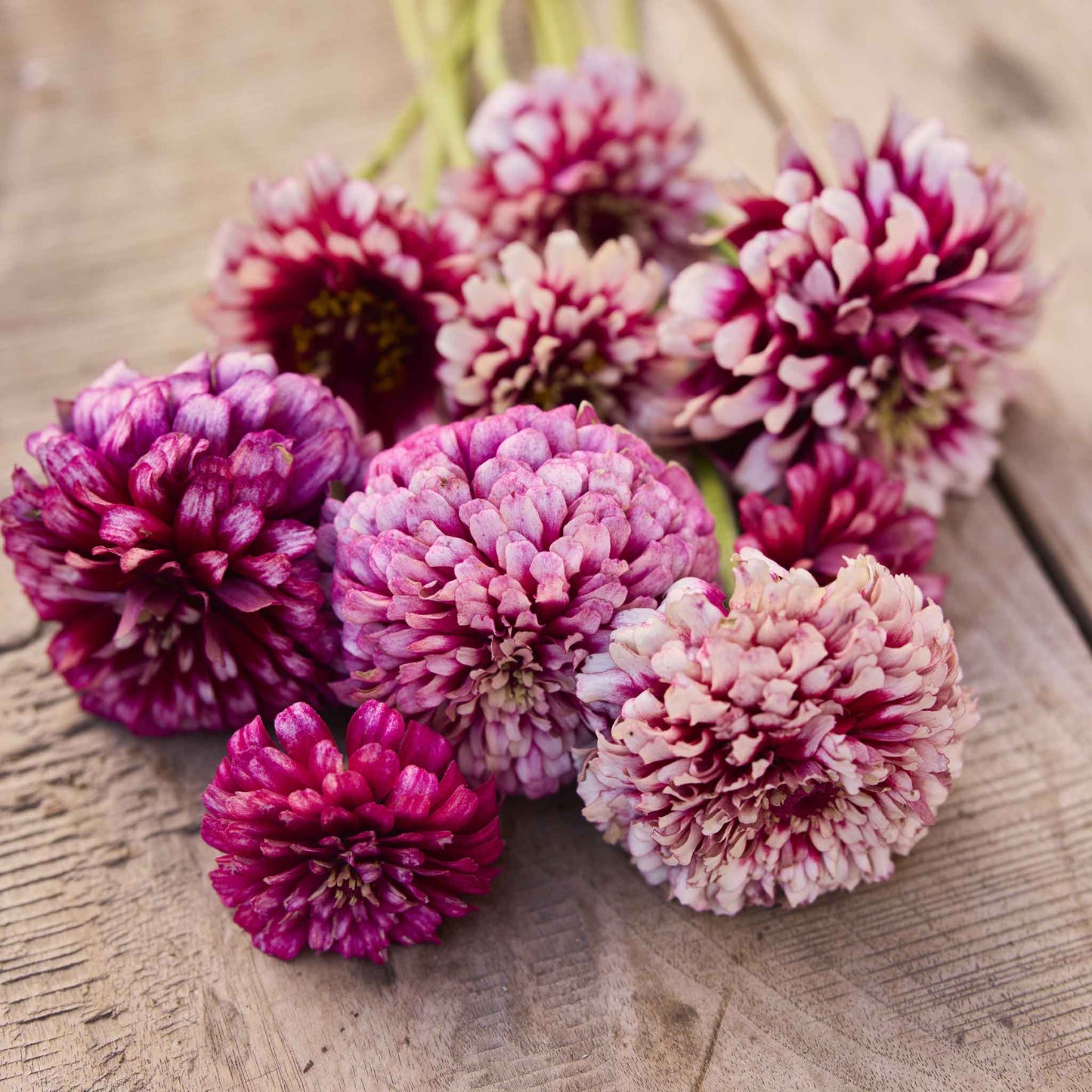 Zinnia Seeds - Mazurkia