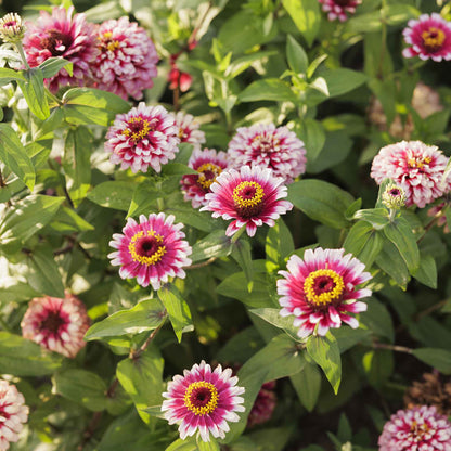 Zinnia Seeds - Mazurkia