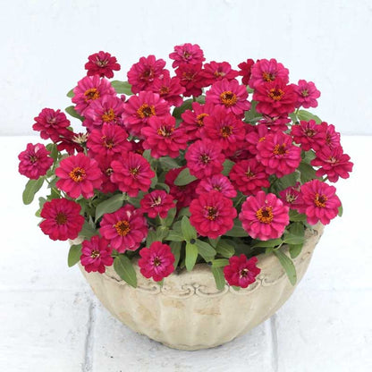 Zinnia Seeds - Profusion Double Hot Cherry