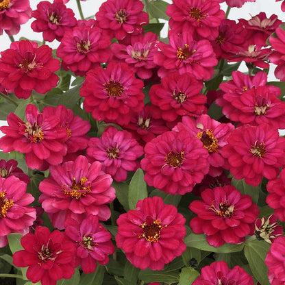 Zinnia Seeds - Profusion Double Hot Cherry