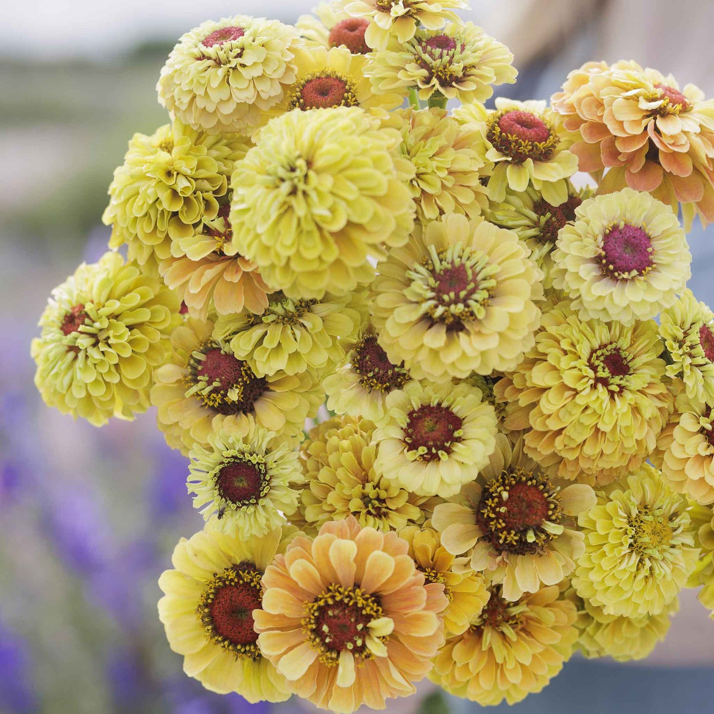 Zinnia Seeds - Queeny Lemon Peach