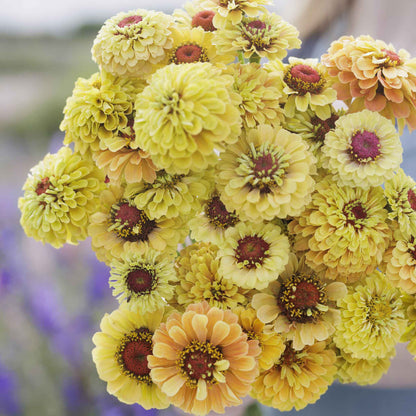 Zinnia Seeds - Queeny Lemon Peach
