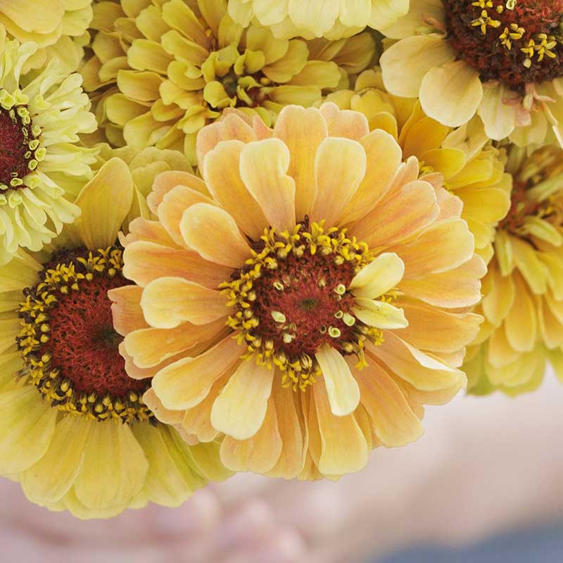 Zinnia Seeds - Queeny Lemon Peach