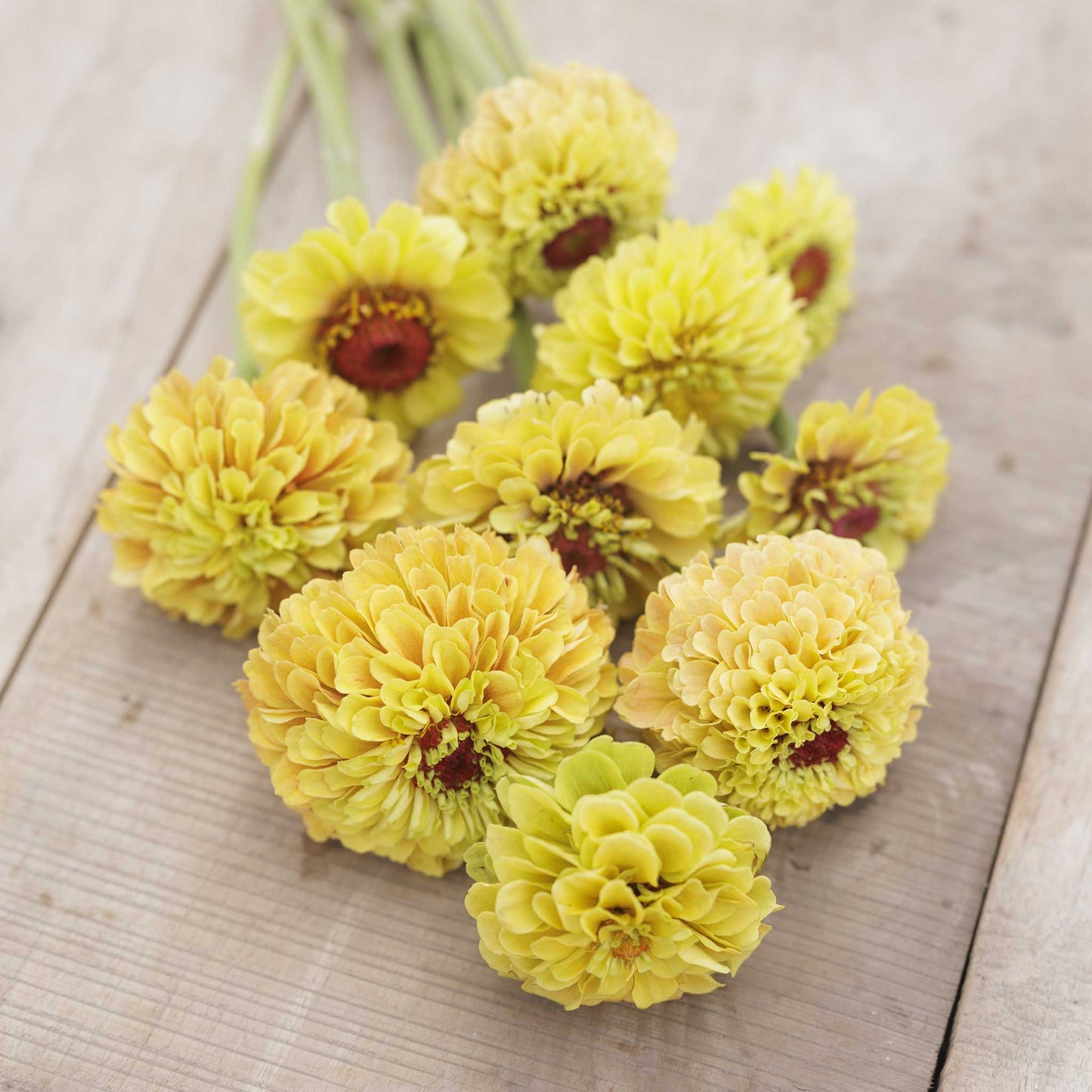Zinnia Seeds - Queeny Lemon Peach