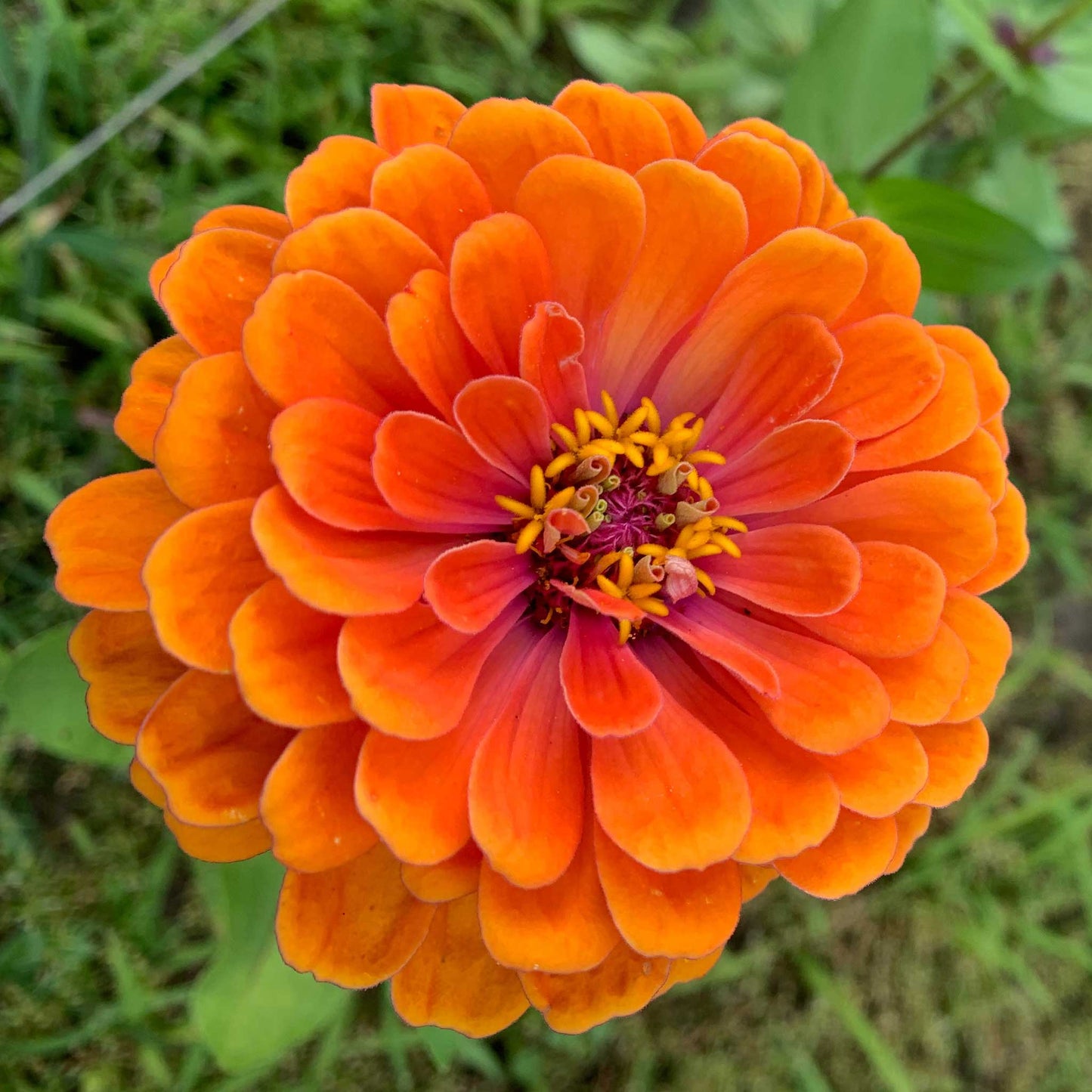 Zinnia Seeds - Queeny Pure Orange