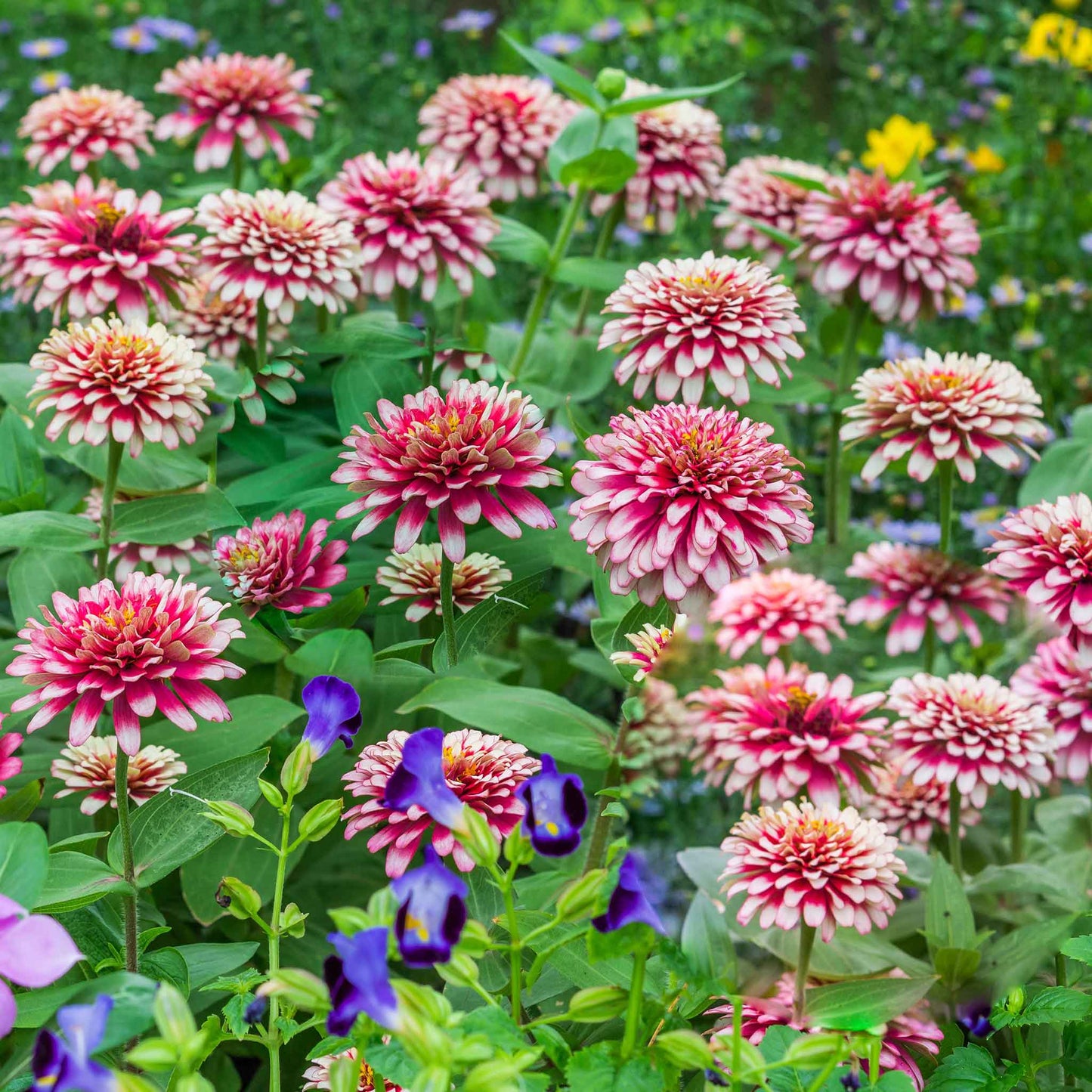 Zinnia Seeds - Swizzle Cherry & Ivory