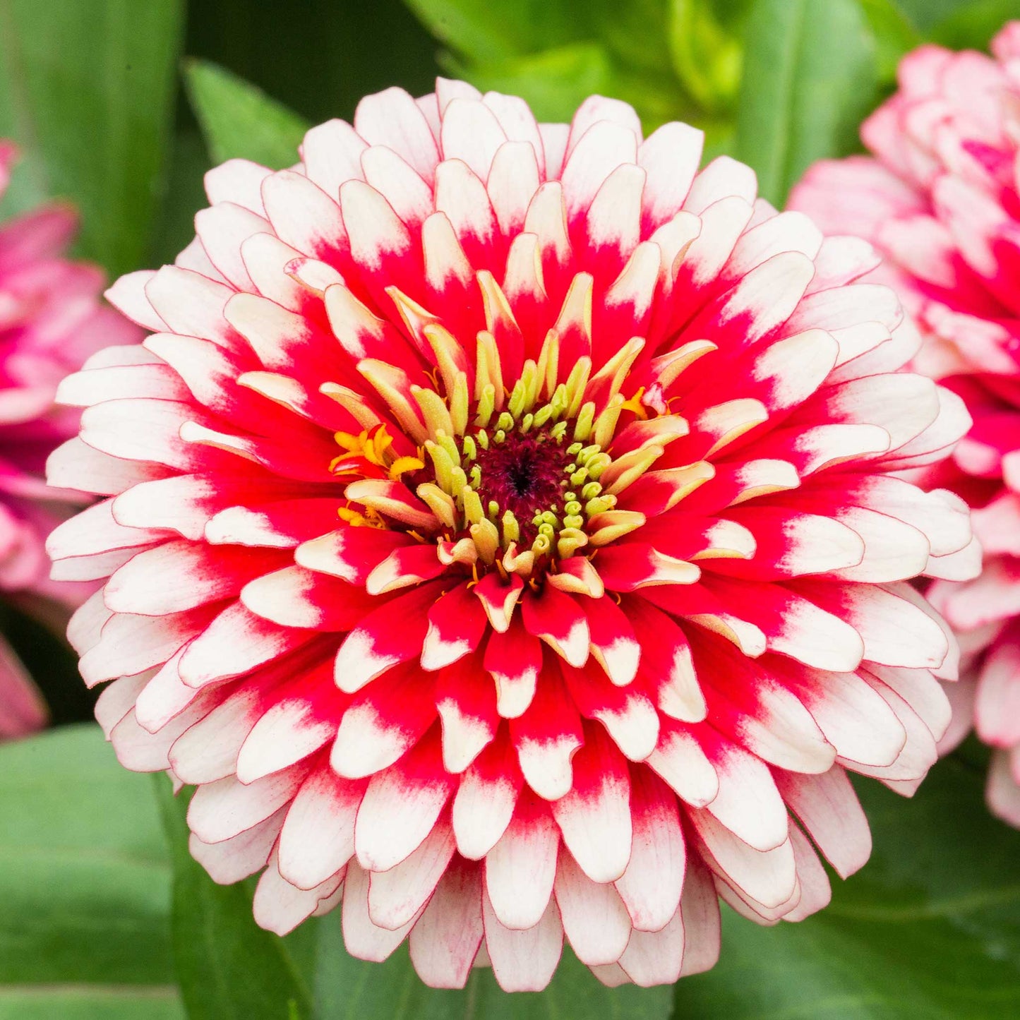 Zinnia Seeds - Swizzle Cherry & Ivory