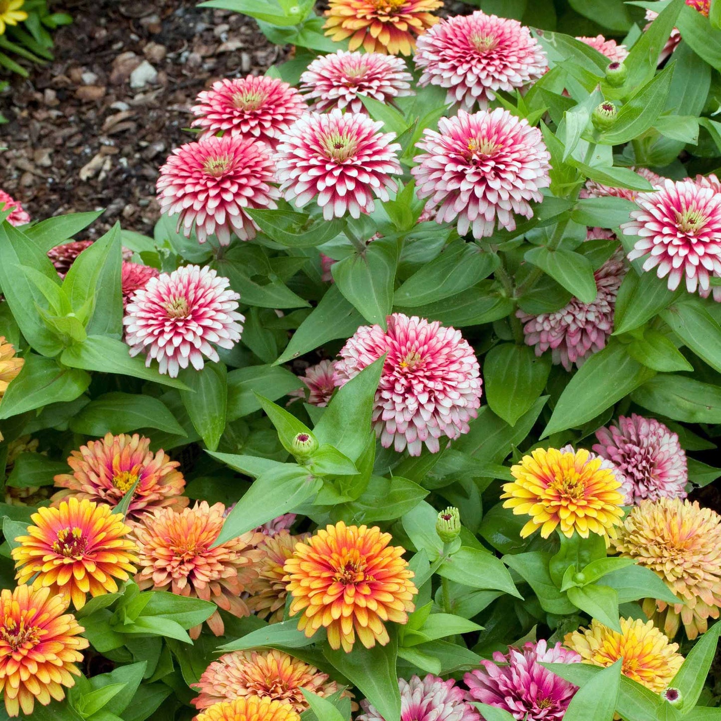 Zinnia Seeds -  Swizzle Mix
