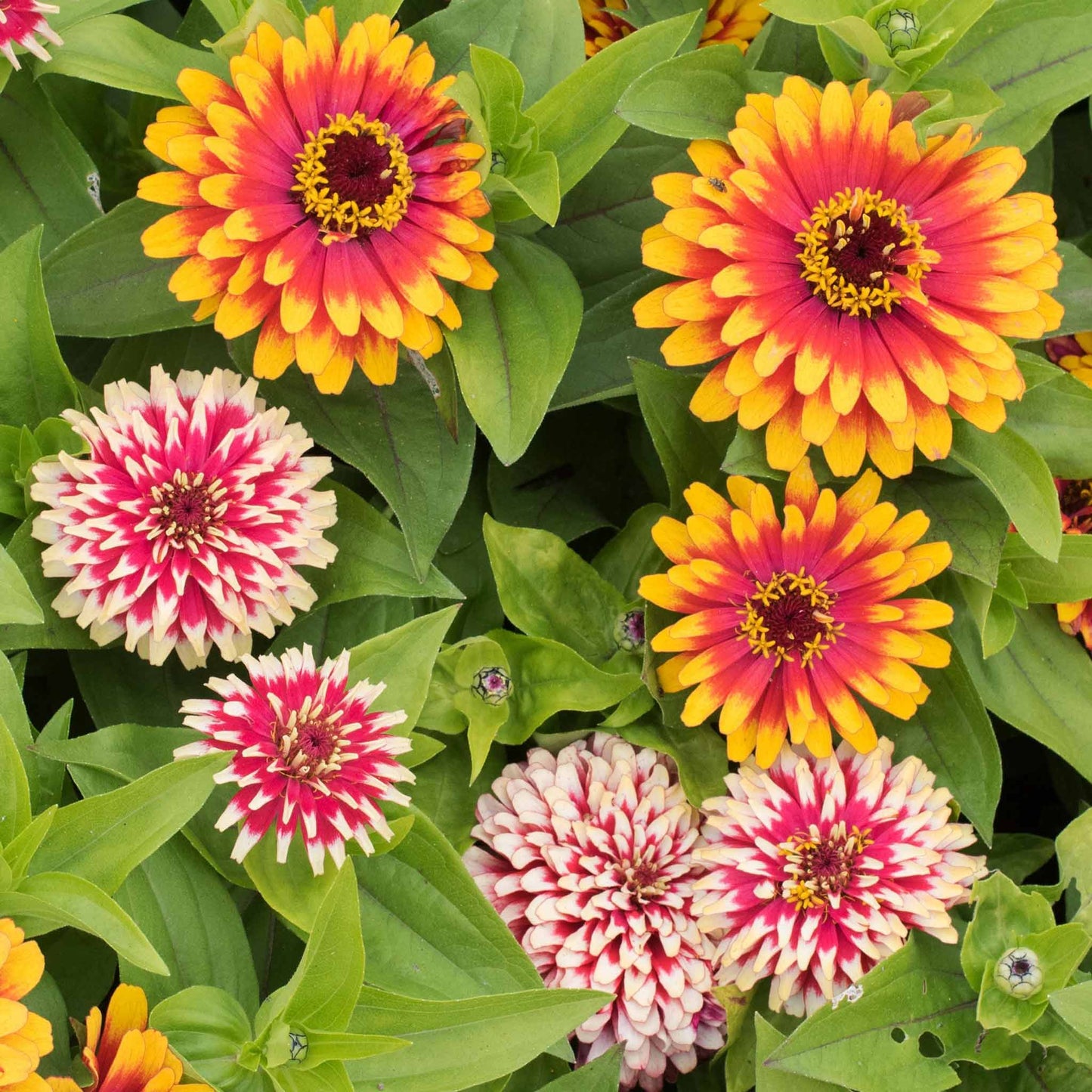 Zinnia Seeds -  Swizzle Mix