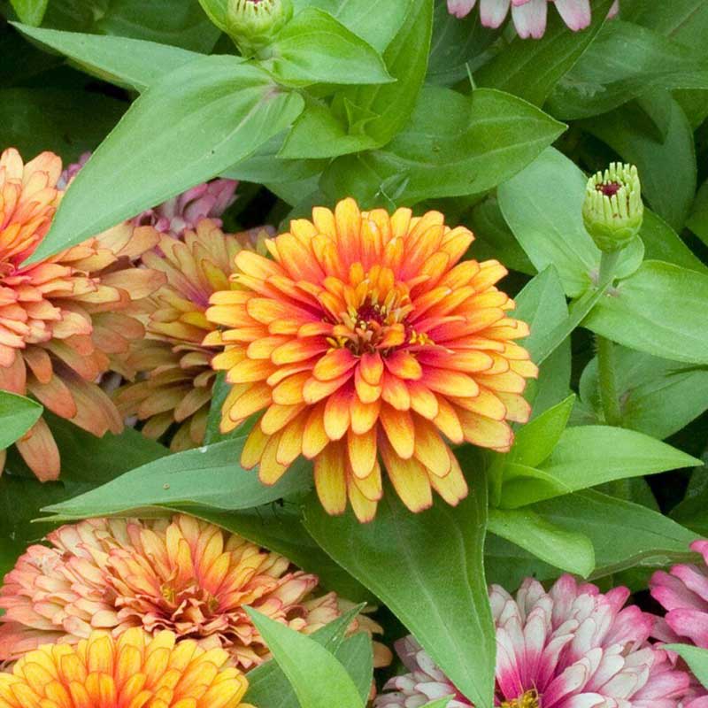 Zinnia Seeds -  Swizzle Mix