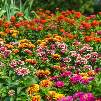 Zinnia Seeds -  Swizzle Mix
