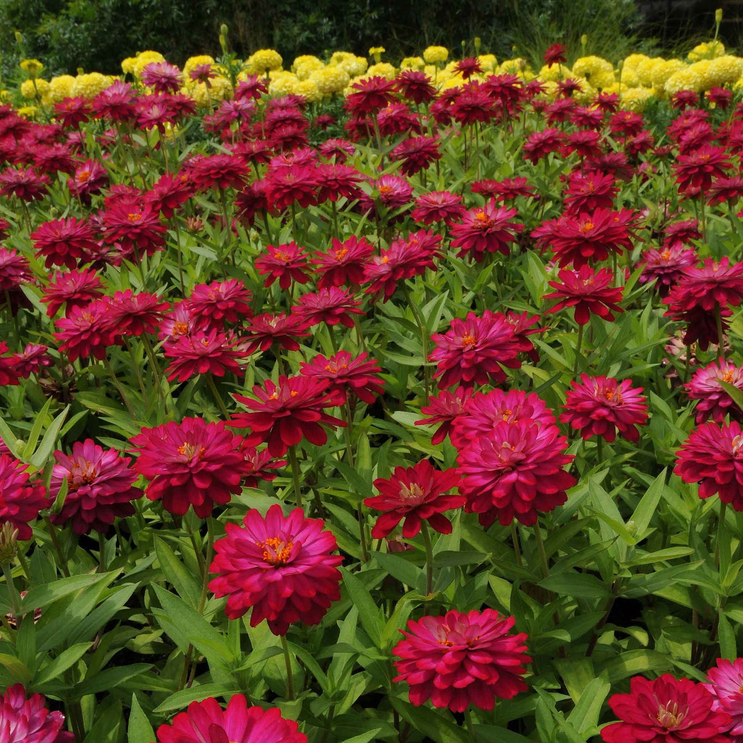 Zinnia Seeds - Zahara Double Cherry