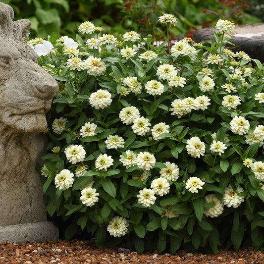 Zinnia Seeds - Zahara Double White