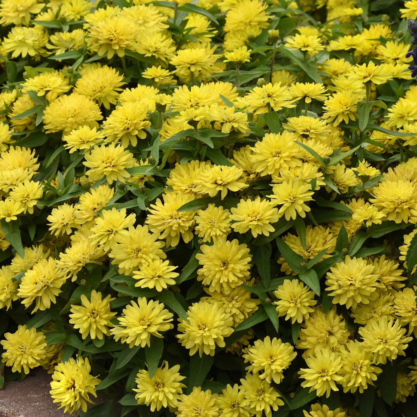 Zinnia Seeds - Zahara Double Yellow