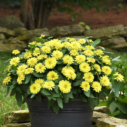 Zinnia Seeds - Zahara Double Yellow