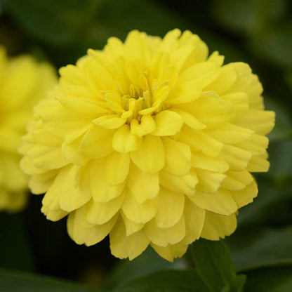 Zinnia Seeds - Zahara Double Yellow